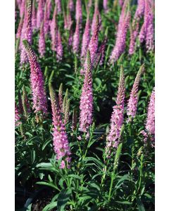 Veronica, Speedwell 'Giles van Hees'