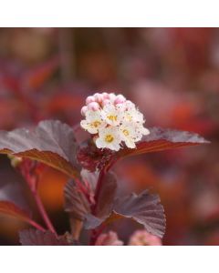 Physocarpus, Ninebark 'Ginger Wine™'