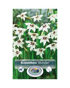Acidanthera, Fragrant Gladiolus