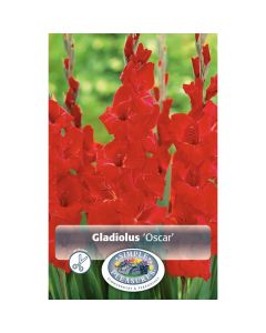 Gladiolus, Large Flowering 'Oscar'