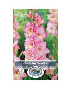 Gladiolus, Large Flowering 'Priscilla'