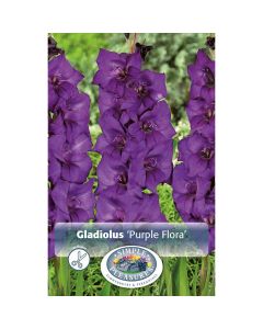Gladiolus, Large Flowering 'Purple Flora'