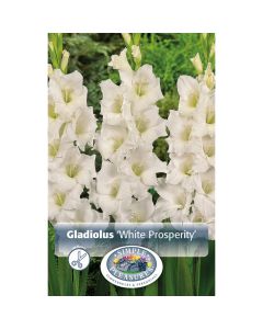 Gladiolus, Large Flowering 'White Prosperity'