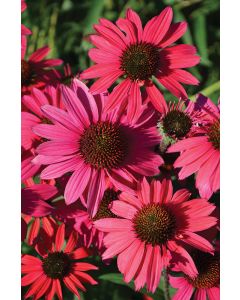 Echinacea, Coneflower 'Dream™ Glowing Dream'