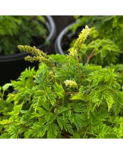 Aruncus, Dwarf Goatsbeard 'Noble Spirit'
