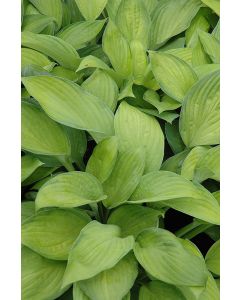 Hosta, Lime Leaf 'Gold Standard'