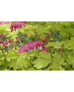 Dicentra, Old Fashioned Bleeding Heart 'Golden Hearts'