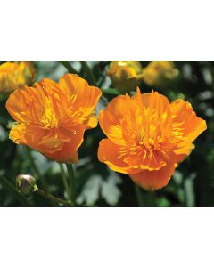 Trollius, Globeflower 'Golden Queen'