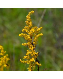 Solidago, Showy Goldenrod 'Minnesota Native'