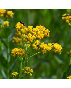 Solidago, Stiff Goldenrod 'Minnesota Native'