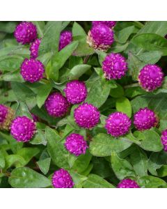 Gomphrena, Ping Pong 'Purple'