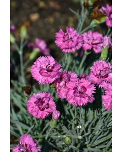 Dianthus, Pretty Poppers® 'Goody Gumdrops'