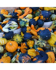 Gourds (Assorted)