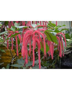 Acalypha 'Firetail Chenille"