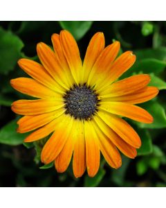 Osteospermum, Sunshine Beauty