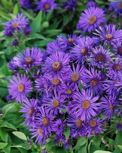 Aster, New England 'Grape Crush'