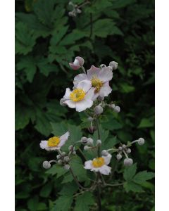 Anemone, Grape Leaf Anemone