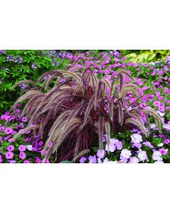 Pennisetum, Fountain Grass 'Fireworks'