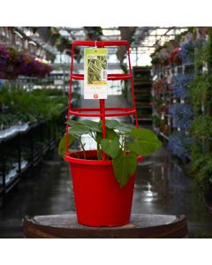 Phaseolus, Beans, Patio Planter with Trellis