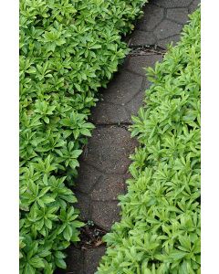 Pachysandra, Japanese Spurge 'Green Carpet'