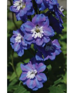 Delphinium, Candle Larkspur 'Guardian Blue'