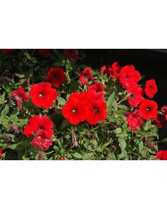 Petunia, Surfinia® 'Deep Red'