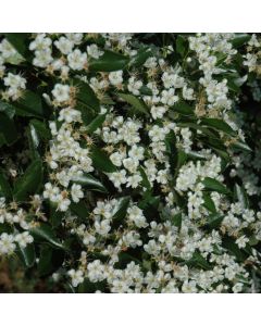 Crataegus, Cockspur Hawthorn 'Thornless' (Large Sizes)