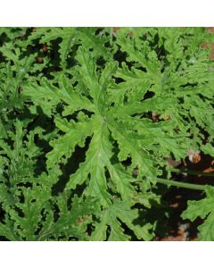 Pelargonium, Mosquito Plant 'Citrosa'