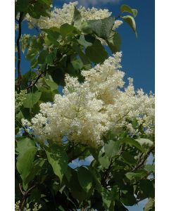 Syringa, Japanese Lilac Tree 'Ivory Silk®' (Large)