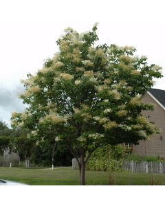 Syringa, Japanese Tree Lilac (Large Sizes)