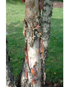 Betula, River Birch 'Heritage®'