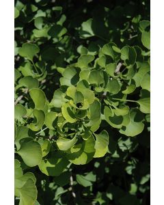 Ginkgo, 'Jade Butterfly'