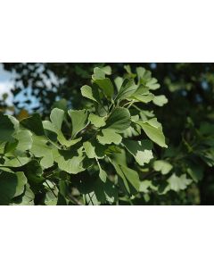 Ginkgo, 'Princeton Sentry®'