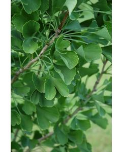 Ginkgo, 'Presidential Gold®'