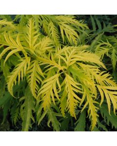 Sambucus, Red Elderberry 'Sutherland Gold'