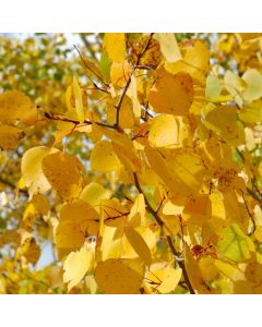 Populus, Quaking Aspen 'Prairie Gold®' (Large Sizes)