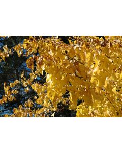 Tilia, American Linden 'Redmond'