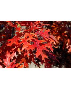 Quercus, Northern Pin Oak 'First Editions® Majestic Skies™'