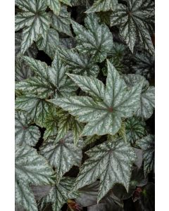 Begonia Cane 'Gryphon'