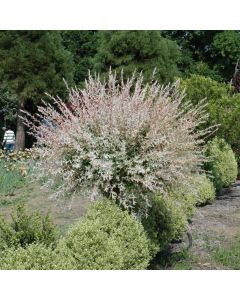 Salix, Dappled Willow Tree 'Hakura Nishiki'