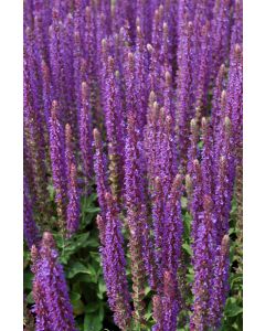 Salvia, Woodland Sage 'East Friesland'