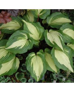 Hosta, Green-White Leaf 'Raspberry Sundae' 
