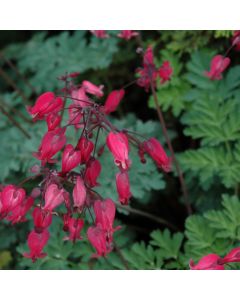 Dicentra, Bleeding Heart Amore™ 'Rose'