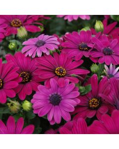 Osteospermum, Serenity™ 'Dark Purple'