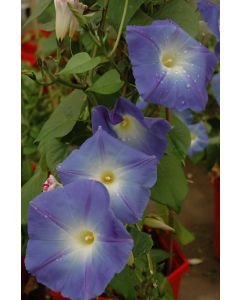 Morning Glory, 'Heavenly Blue'