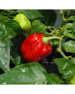 Capsicum, Hot Habenero Pepper 'Carolina Reaper'