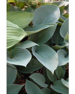 Hosta, Blue Leaf 'Halcyon'