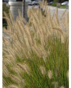 Pennisetum, Fountain Grass 'Hameln'