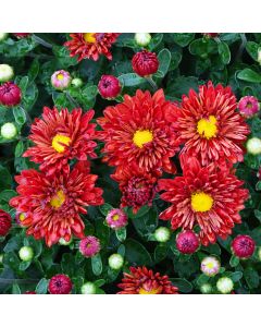 Chrysanthemum, Igloo Fall Mum 'Firedance'