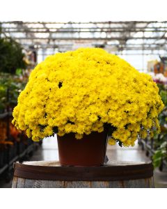 Chrysanthemum, Igloo Fall Mum 'Brilliant'